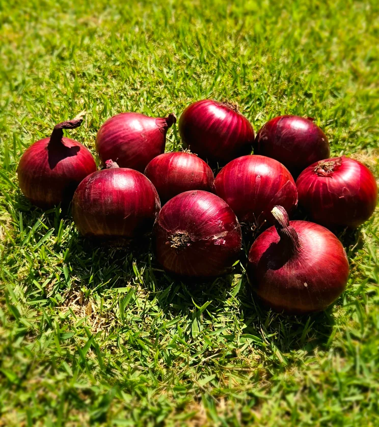 20240326_083719 1 (1)